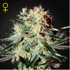 Arjan's Strawberry Haze Feminised