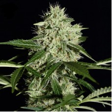 Auto Northern Lights Feminised