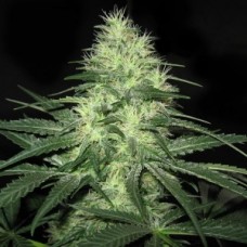 Auto White Widow Feminised