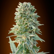 Auto Jack Herer Feminised