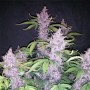 Auto Buddha Purple Kush Feminised