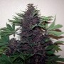 Auto Buddha Purple Kush Feminised