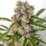 Auto Orange Bud Feminised