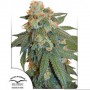 Auto Orange Bud Feminised