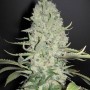 Auto White Widow Feminised