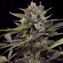 Auto Blueberry Feminised