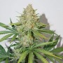 Auto Glueberry O.G. Feminised