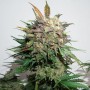 Auto Glueberry O.G. Feminised