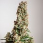 Auto Orange Bud Feminised