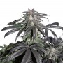 Bubba Island Kush Feminised