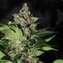 CBD Kush Feminised