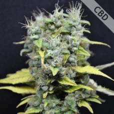 CBD Skunk Haze Feminised