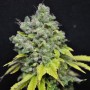 CBD Skunk Haze Feminised