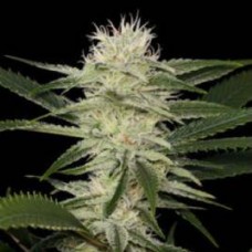 Auto Amnesia Feminised Gold