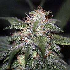 Auto Blue Cheese Feminised Gold