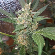 Auto Purpleberry Feminised Gold