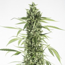 Auto Moby Dick XL Feminised Gold