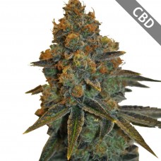 Auto CBD New York Diesel Feminised Gold