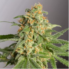 Green Crack Feminised Gold