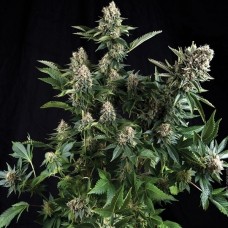 Auto White Widow Feminised Gold