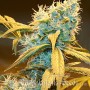 Auto Northern Blue Feminised