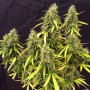 Auto Northern Lights Feminised