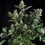 Auto White Widow Feminised Carpathians Seeds