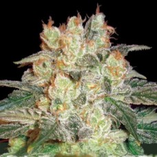 Auto Afghan Kush Feminised Silver - 500 pcs