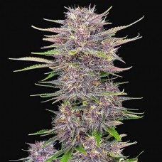 Auto Banana Purple Punch Feminised