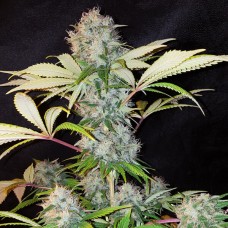 Auto Bubble Kush Feminised Silver - 500 шт