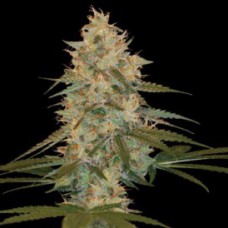 Auto Chocolope Feminised Silver - 500 шт