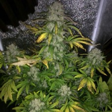 Auto Colorado Cookies Feminised Silver - 500 шт