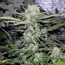 Auto Critical Feminised Gold - 500 шт