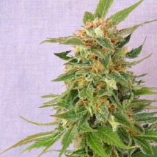 Auto Fruit Feminised Silver - 500 шт