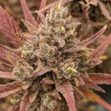 Auto Gelato Feminised Silver - 500 шт