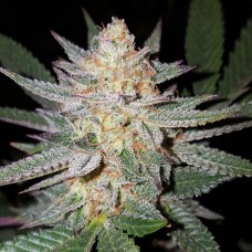 Auto Girl Scout Cookies Feminised Silver - 500 шт