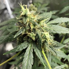 Auto Gorilla Glue Feminised Silver - 500 шт