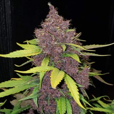 Auto LSD Feminised Silver - 500 шт