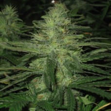 Auto Northern Lights Feminised Gold - 500 шт