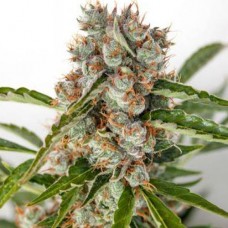 Auto Orange Bud Feminised Gold - 500 шт