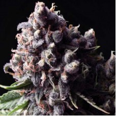 Auto Purple Feminised Gold - 500 шт