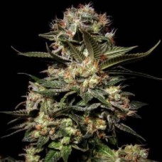 Auto Somango Feminised Silver - 500 шт