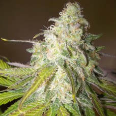 Auto Sour Diesel Feminised Gold - 500 шт