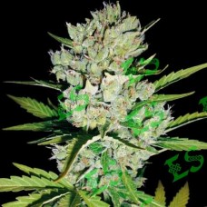 Auto Super Skunk Feminised Gold - 500 шт