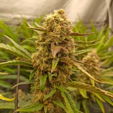 Auto Killer Kush Feminised Silver