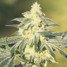 Gorilla Glue Feminised Silver - 500 шт