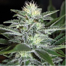 White Widow Feminised Silver - 500 шт