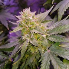 Auto CBD WW Feminised Gold