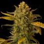 Auto Blue Kush Feminised