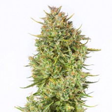 Auto Blue Kush Feminised